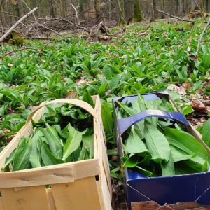 Wildkräuter- & Wildpflanzenkurse Bergstraße/Odenwald