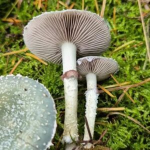 Grünspanträuschling