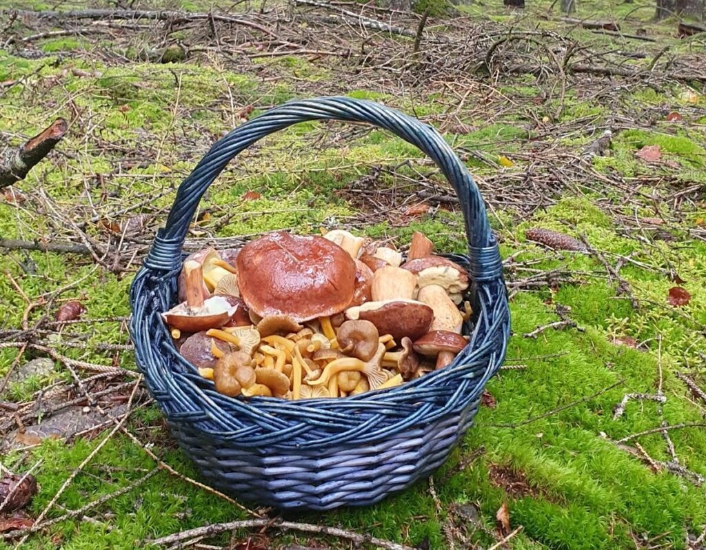 Wie findet man Pilze? Warum Boden und Bäume oft wichtiger sind als Glück 29 Korbkontrolle