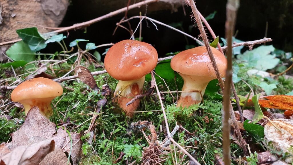 Lehrveranstaltungen für Einrichtungen zum Umgang mit Pilzen 2 Goldröhrlinge