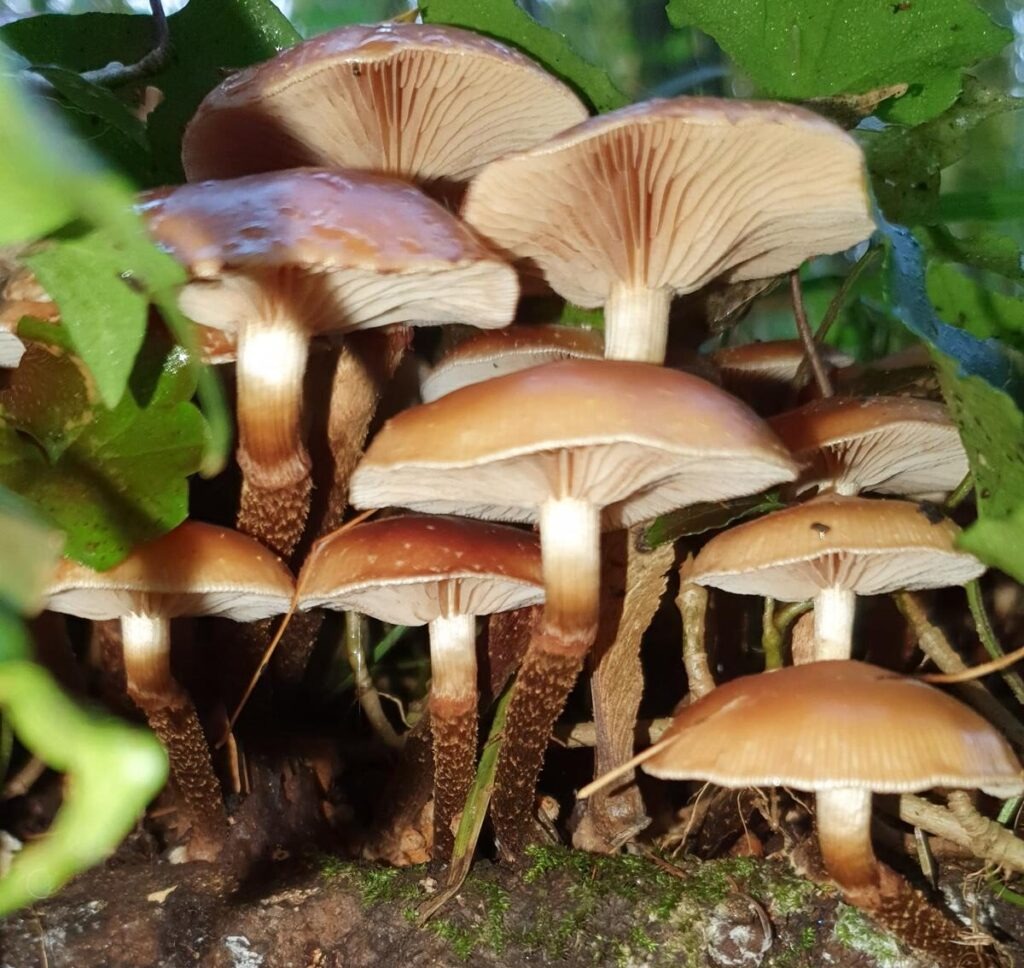 Beratung zu Pilzfunden im Raum Bergstraße und Odenwald 7 Pilzfund