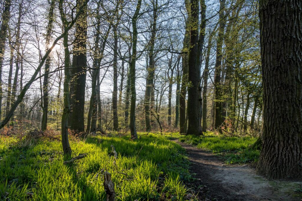Ostern im Odenwald 10 Kräuter im Wald sammeln