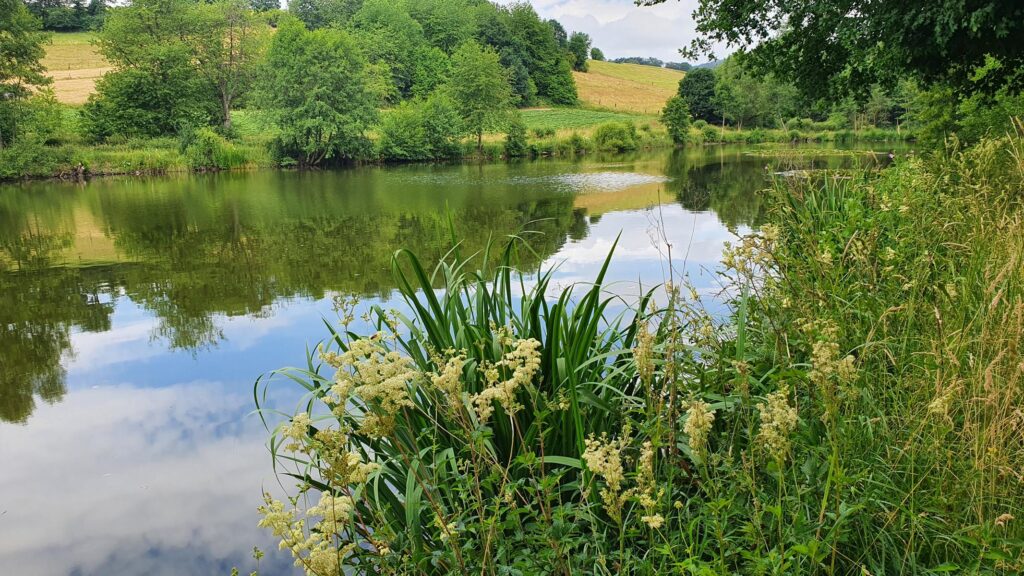 Ostern im Odenwald 9 Kräuterwanderung im Odenwald – Wildkräuter am Wegesrand