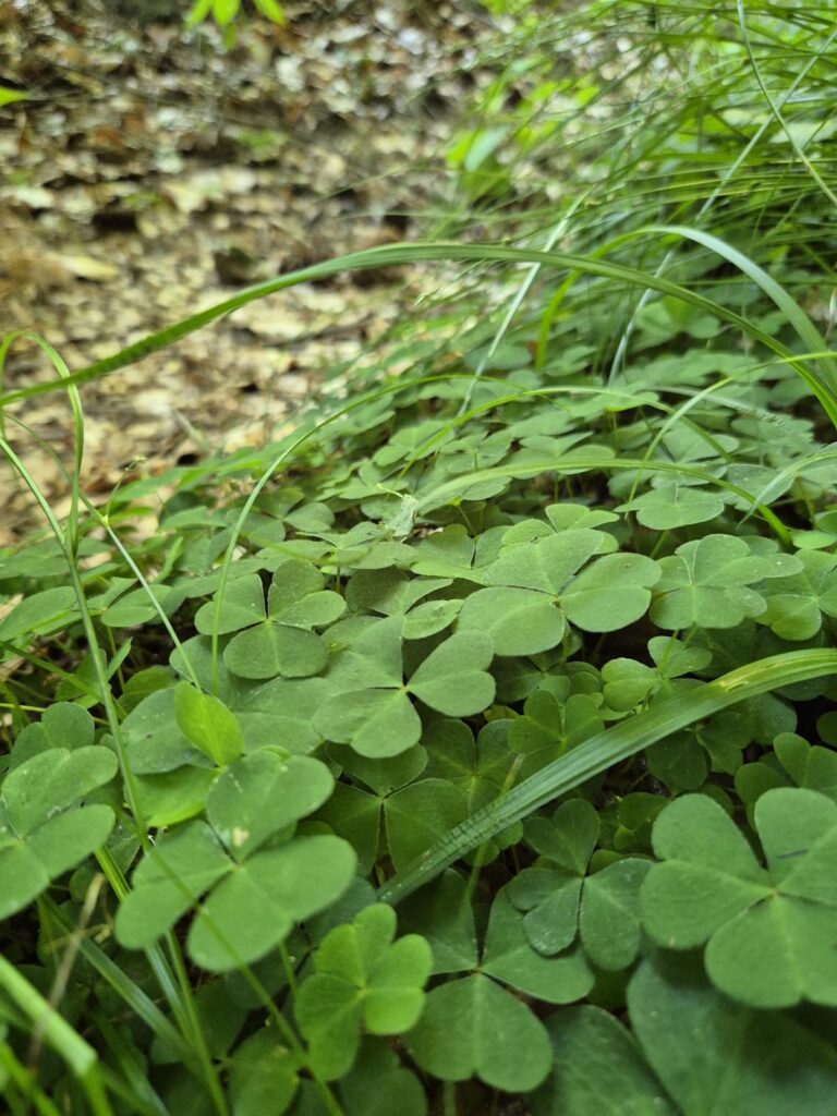 Ostern im Odenwald 6 Kräuter im Wald sammeln – sicher erkennen lernen