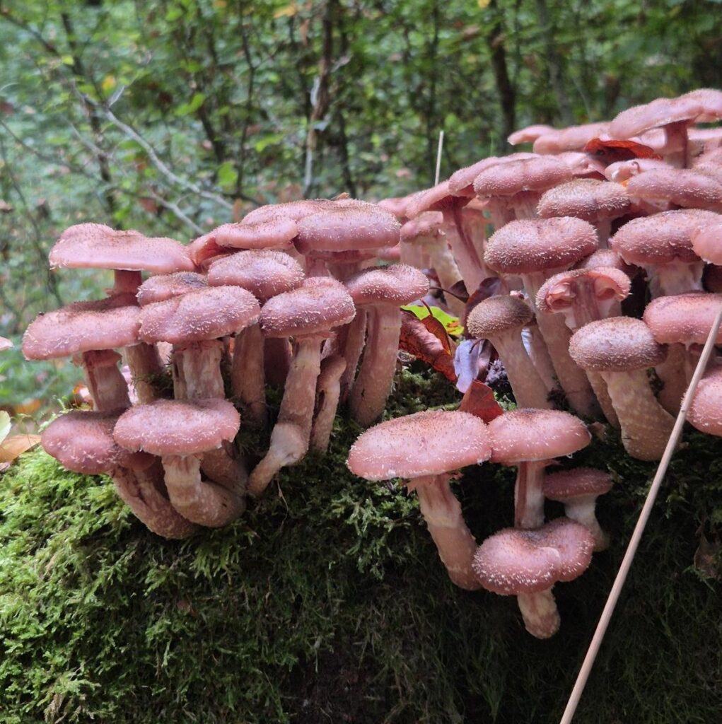 Pilzfund im Kindergarten, Schule oder Pflegeeinrichtung – fachliche Beratung 6 Pilzfund Hallimasch