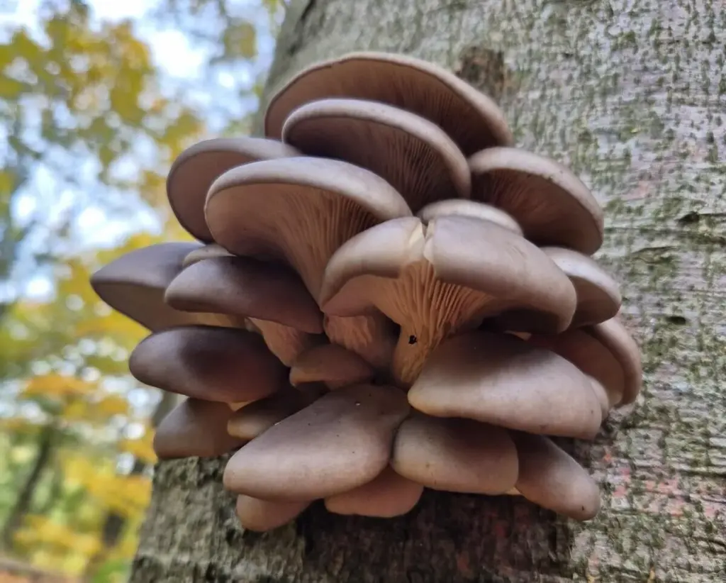 Pilzwanderungen & Pilzkurse im Odenwald und an der Bergstraße 15 Austernseitlinge bei einer Pilzwanderung im Odenwald