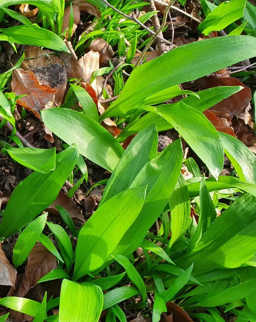 Kräuterwanderung & Wildpflanzenkurse im Odenwald und an der Bergstraße 16 Bärlauch und Maiglöckchen im Vergleich