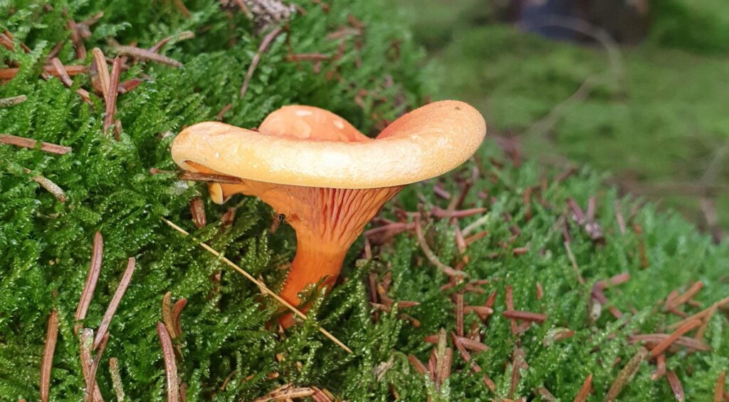Pilzwanderungen & Pilzkurse im Odenwald und an der Bergstraße 11 Falscher Pfifferling mit Lamellen vs Pfifferling mit Leisten