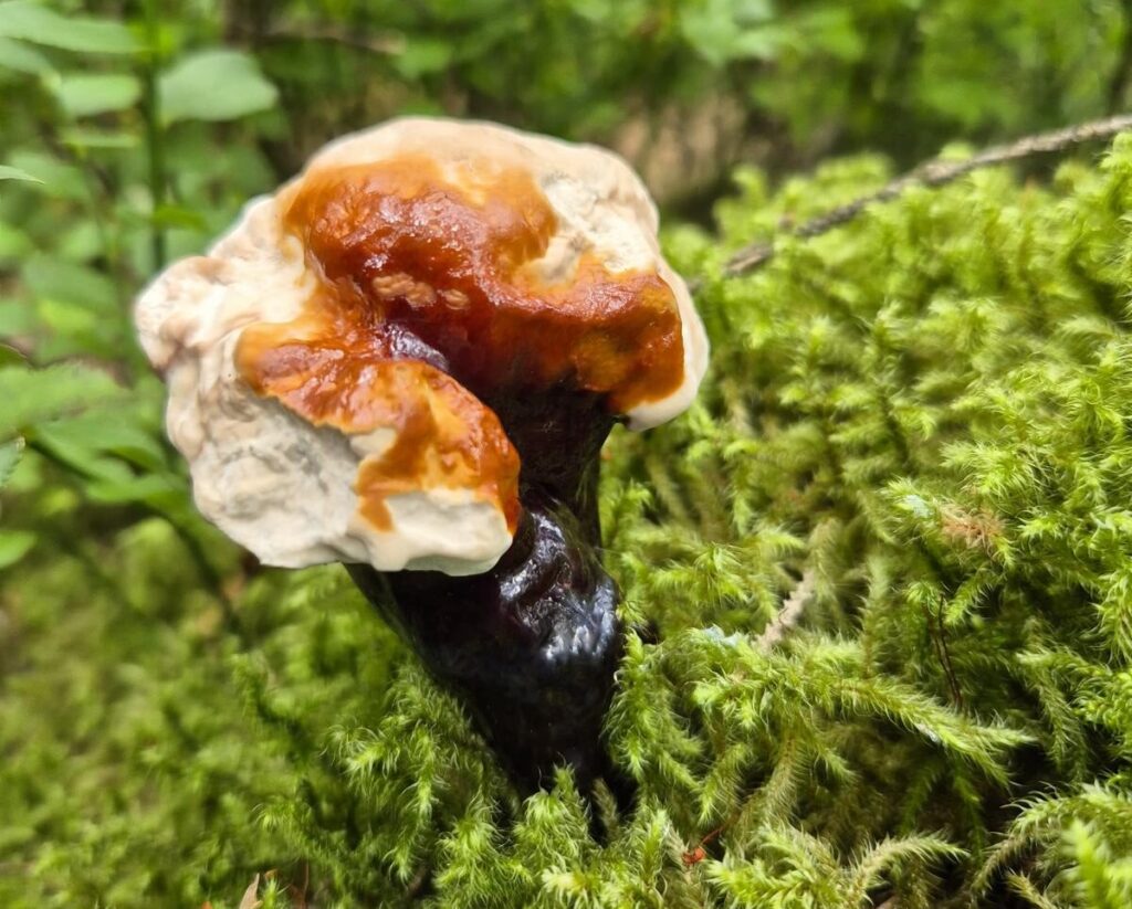 Pilzwanderungen & Pilzkurse im Odenwald und an der Bergstraße 16 Heilpilze und Vitalpilze in Deutschland