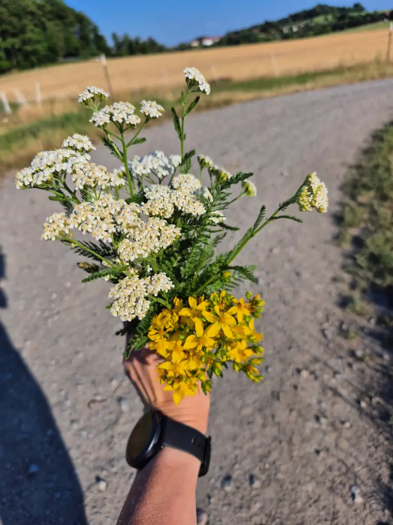 Kräuterwanderung & Wildpflanzenkurse im Odenwald und an der Bergstraße 22 Heilkräuter sammeln