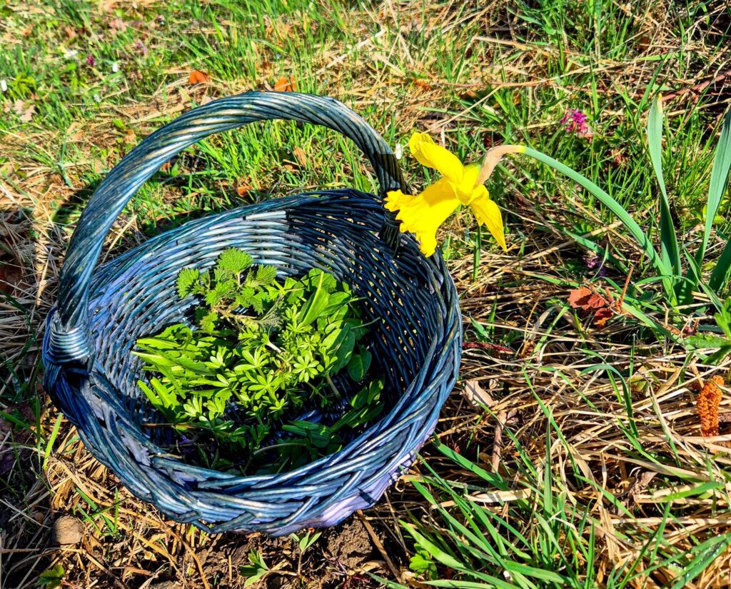 Valentinstag: Gemeinsam Natur erleben im Odenwald 3 Kräuterwanderung als Geschenk zum Valentinstag