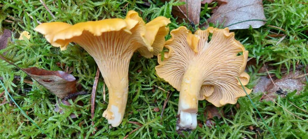 Pilzwanderungen & Pilzkurse im Odenwald und an der Bergstraße 10 Pfifferlinge mit Leisten vs. falscher Pfifferling mit Lamellen