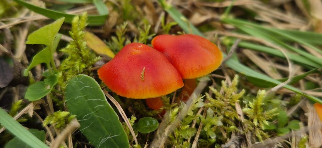 Pilzwanderungen & Pilzkurse im Odenwald und an der Bergstraße 14 Saftlinge unter Naturschutz