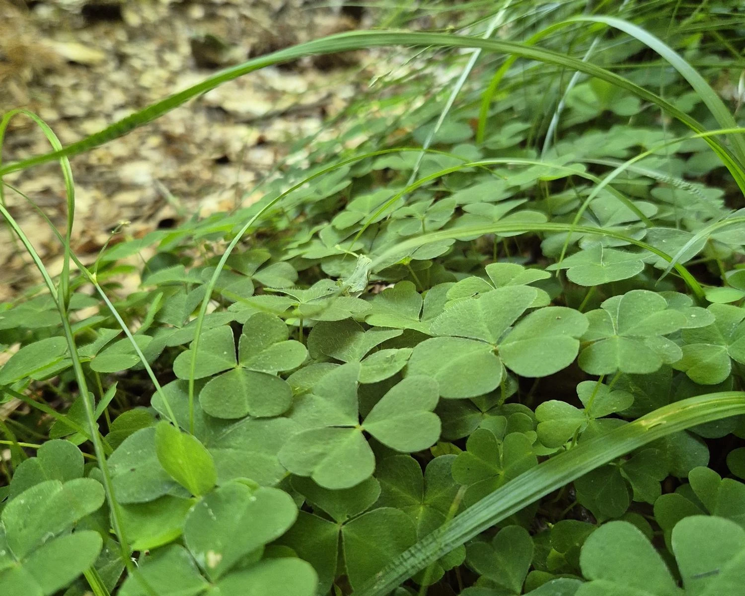 Sauerklee bei Wildkräuterwanderung im Odenwald