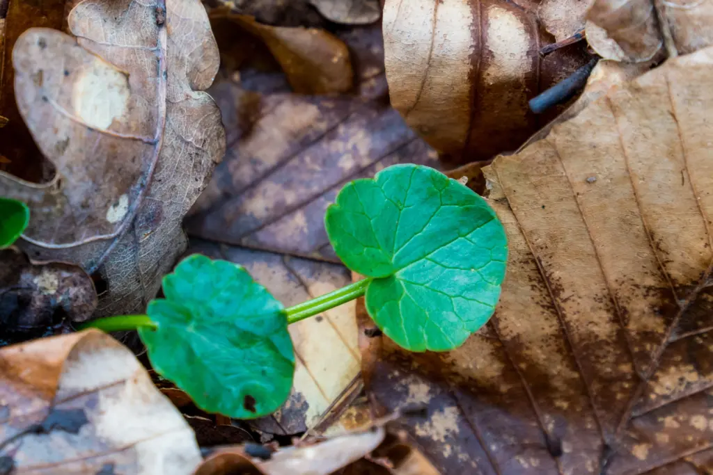 Kräuterwanderung & Wildpflanzenkurse im Odenwald und an der Bergstraße 24 Scharbockskraut im Vorfrühling