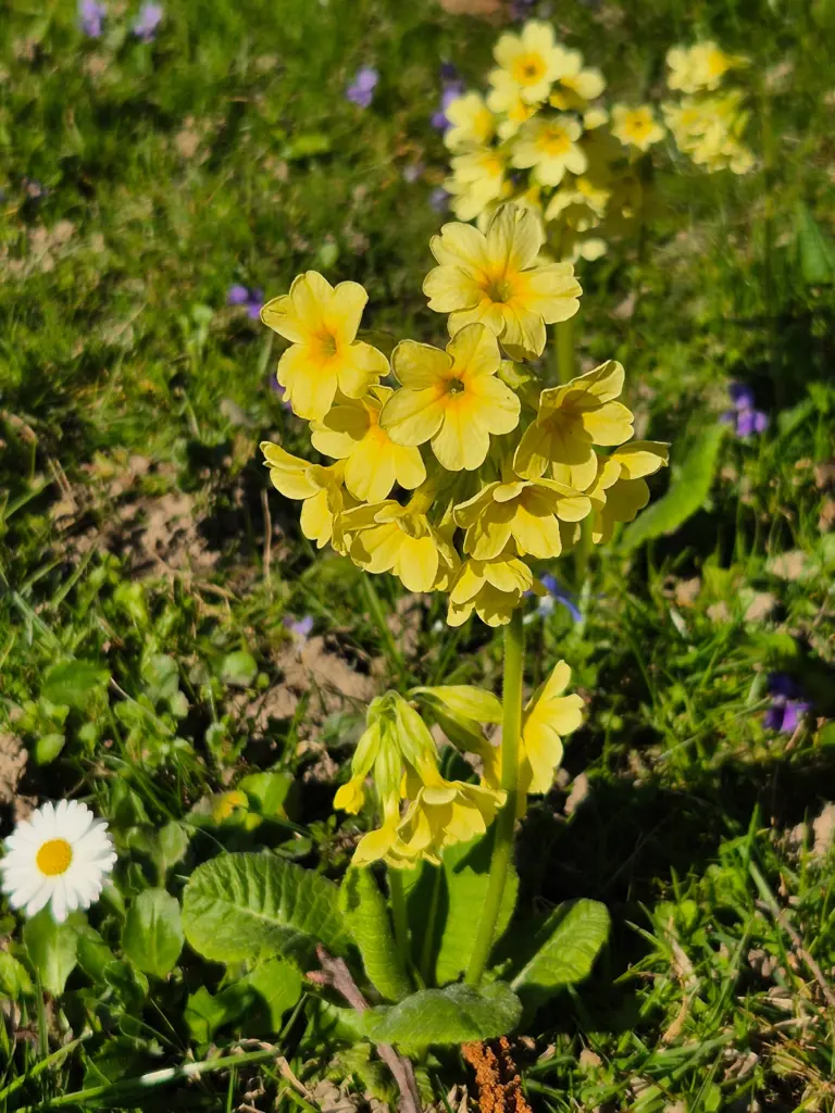Kräuterwanderung & Wildpflanzenkurse im Odenwald und an der Bergstraße 21 Schlüsselblume - eine alte Heilpflanze