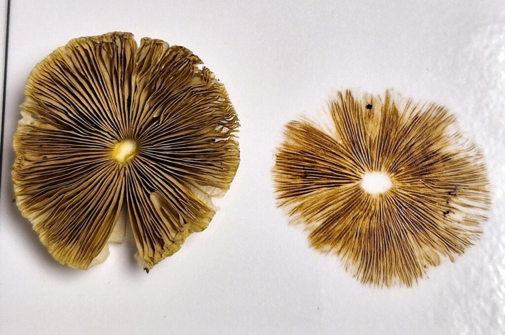 Pilzwanderungen & Pilzkurse im Odenwald und an der Bergstraße 13 Sporenabwurf