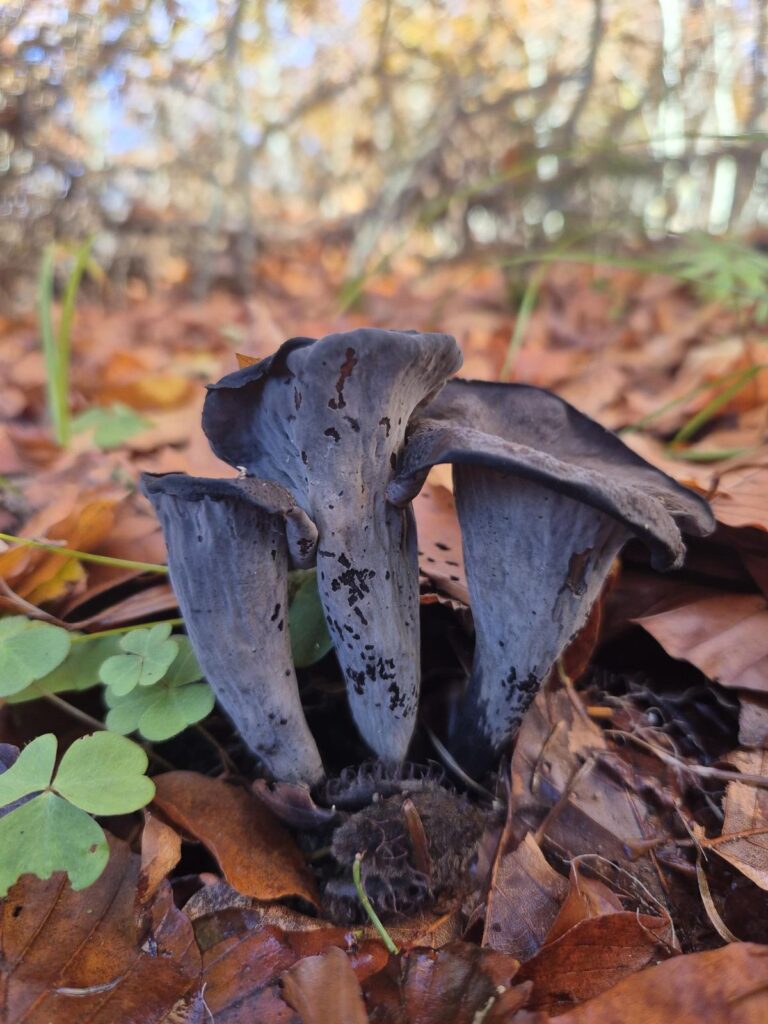 Pilzwanderungen & Pilzkurse im Odenwald und an der Bergstraße 9 Herbsttrompeten entdeckt bei einer Pilzwanderung