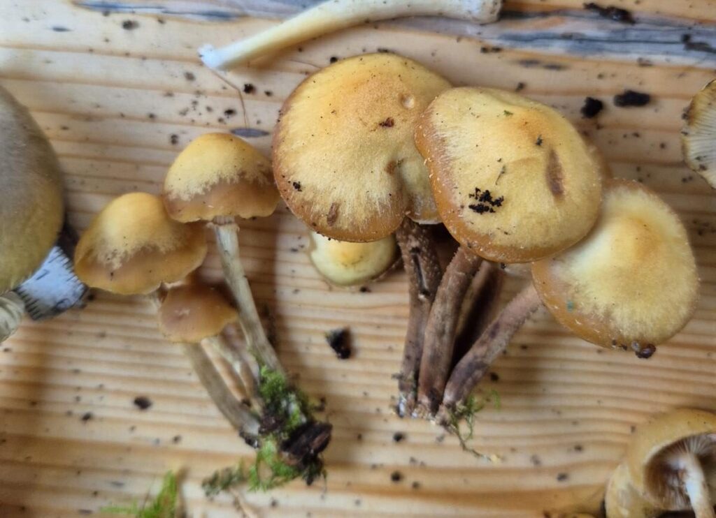 Pilzwanderungen & Pilzkurse im Odenwald und an der Bergstraße 12 Verwechslungspartner Stockschwämmchen und Gifthäubling