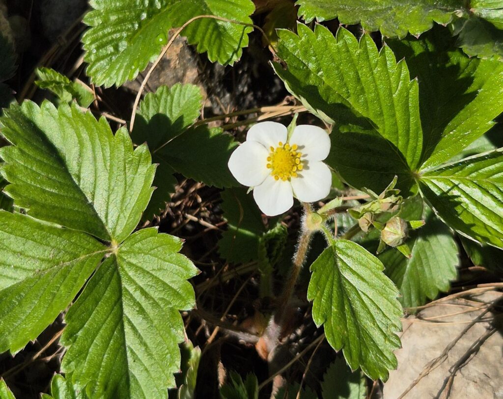 Kräuterwanderung & Wildpflanzenkurse im Odenwald und an der Bergstraße 18 Wilde Erdbeere als essbare Wildpflanze