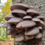 Holzfäule im Baum erkennen - holzzersetzende Pilze und ihre Gefahr 3 Holzzersetzende Pilze - der Austernseitling