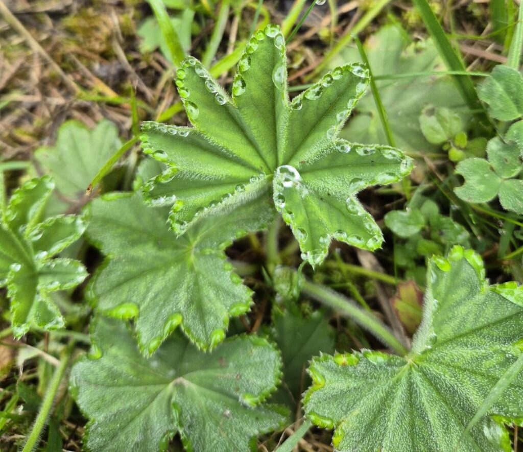 Geschenk zur Rente im Odenwald: Kräuterwanderung & Pilzführung als besonderes Erlebnis 3 Kräuterwanderung als Geschenk zur Rente