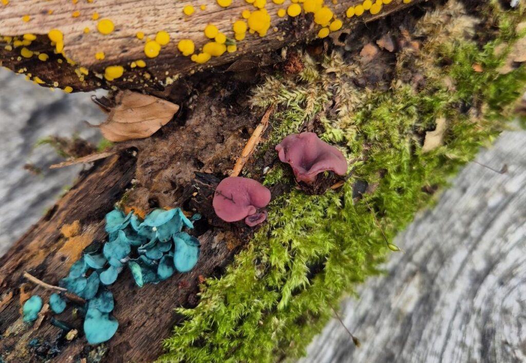 Holzfäule im Baum erkennen - holzzersetzende Pilze und ihre Gefahr 11 Holzfäule auslösende Pilze