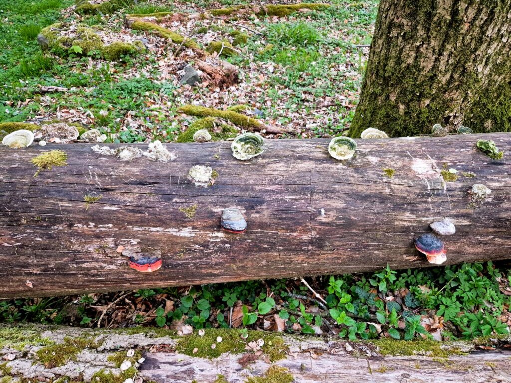 Holzfäule im Baum erkennen - holzzersetzende Pilze und ihre Gefahr 12 Pilzbefall an Holz