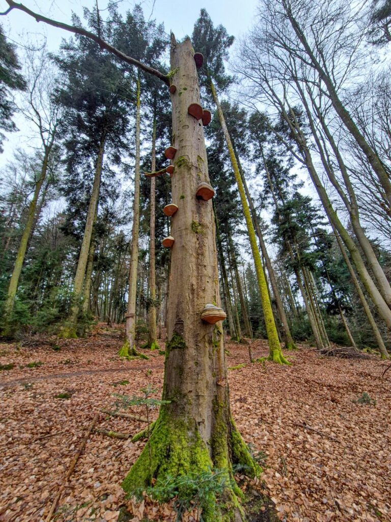 Holzfäule im Baum erkennen - holzzersetzende Pilze und ihre Gefahr 19 Befall durch Holzfäule-Erreger