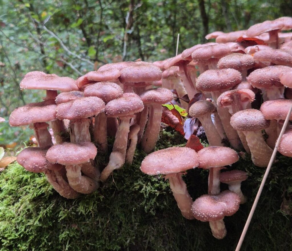 Holzfäule im Baum erkennen - holzzersetzende Pilze und ihre Gefahr 16 Holzzersetzender Pilz - Hallimasch