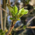 Holunder im Frühling: giftig oder essbar? 4 Holunder im Frühling