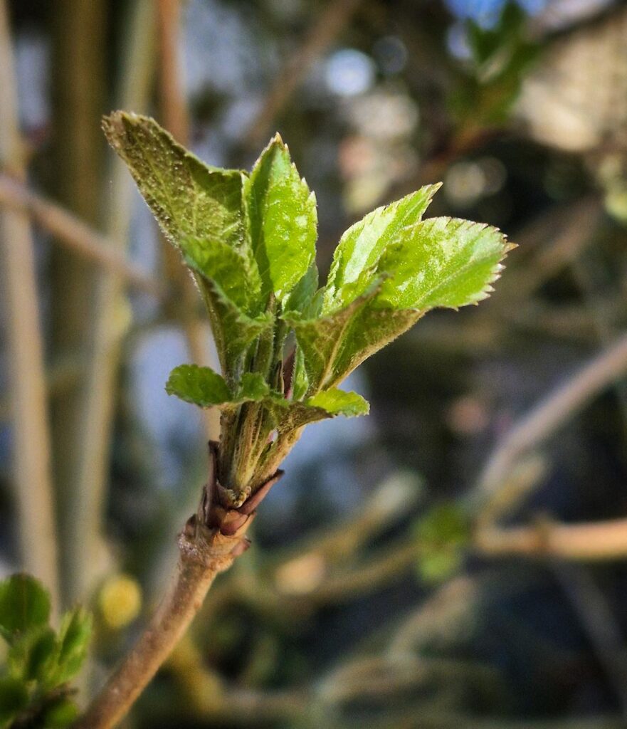 Holunder im Frühling: giftig oder essbar? 6 Holunder im Frühling