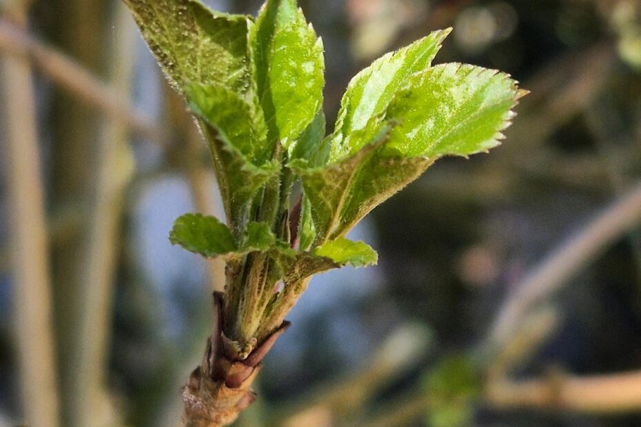 Holunder im Frühling: giftig oder essbar? 2 Holunder im Frühling