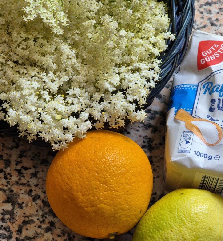 Holunder im Frühling: giftig oder essbar? 8 Holunderblütensirup herstellen