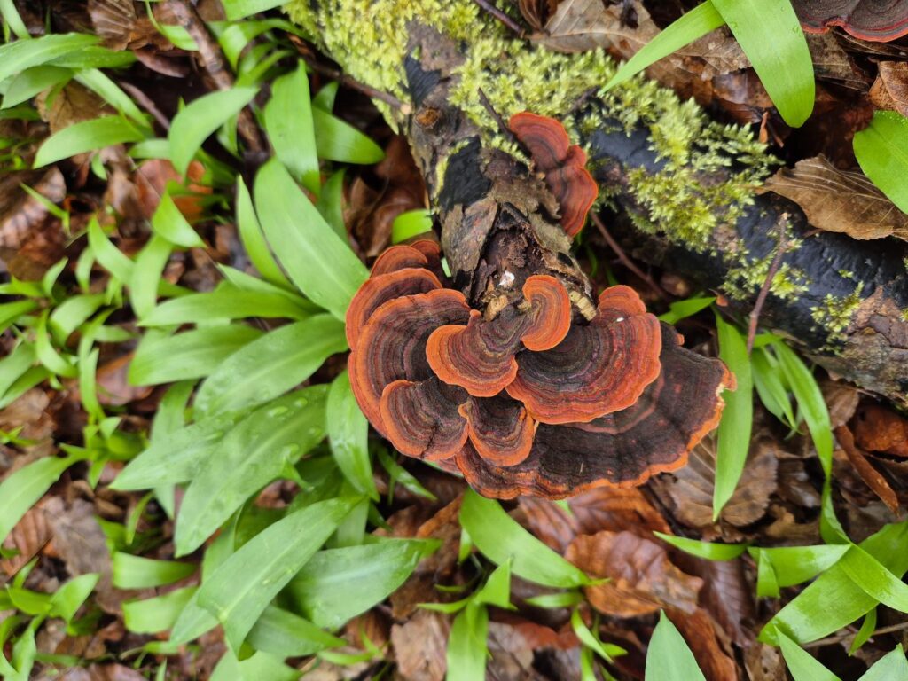 Holzfäule im Baum erkennen - holzzersetzende Pilze und ihre Gefahr 13 Holzzersetzende Pilze