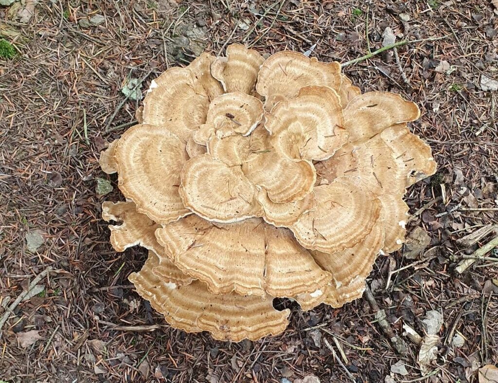Holzfäule im Baum erkennen - holzzersetzende Pilze und ihre Gefahr 18 Ein Riesenporling am Boden