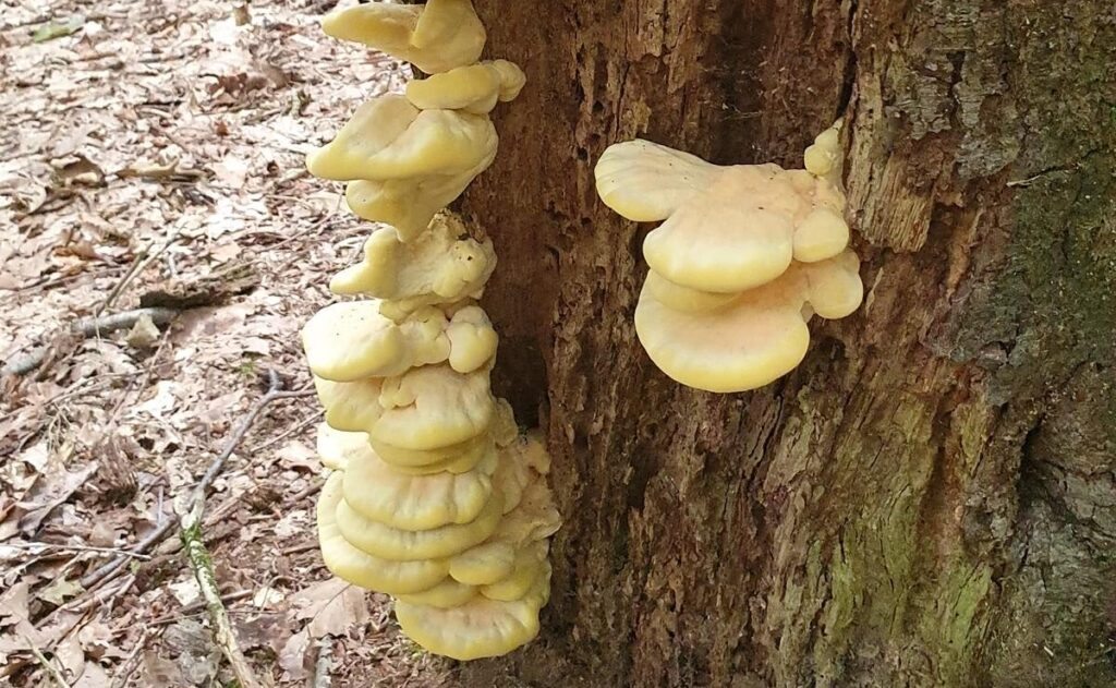 Holzfäule im Baum erkennen - holzzersetzende Pilze und ihre Gefahr 15 Der Schwefelporling