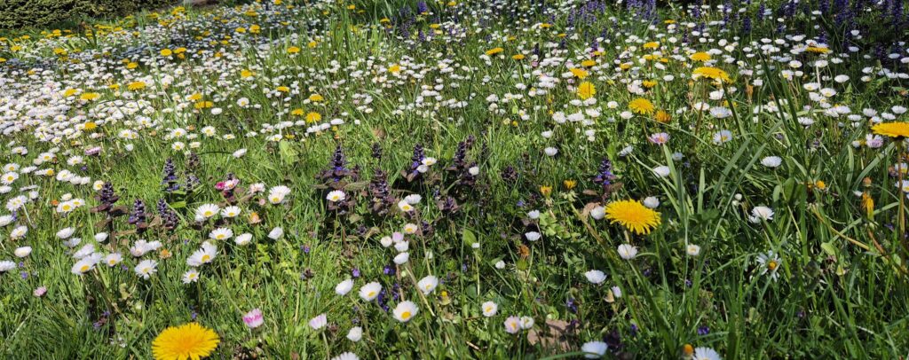 Holunder im Frühling: giftig oder essbar? 10 Wildkräuterwanderung