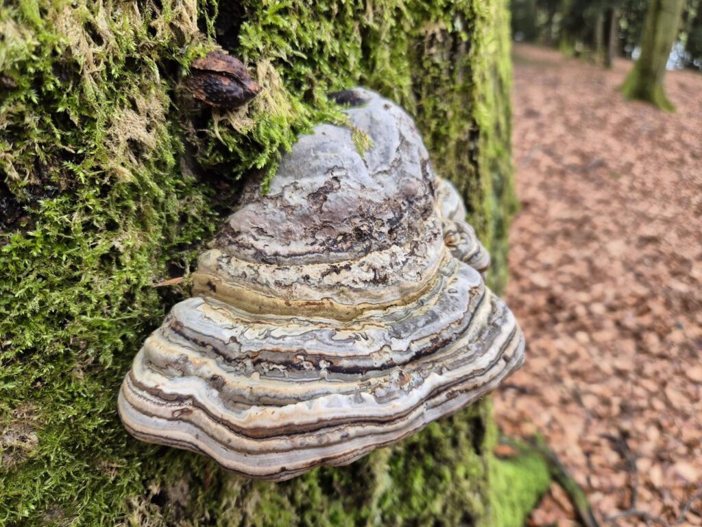 Holzfäule im Baum erkennen - holzzersetzende Pilze und ihre Gefahr 17 Der Zunderschwamm ist ein Weißfäule-Erreger