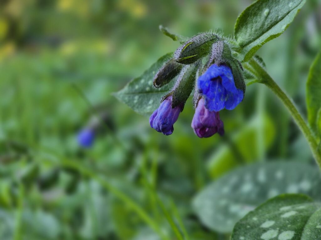 Warum ändern Blüten ihre Farbe? Ein toller Trick der Natur 8 Warum ändern Blüten ihre Farbe
