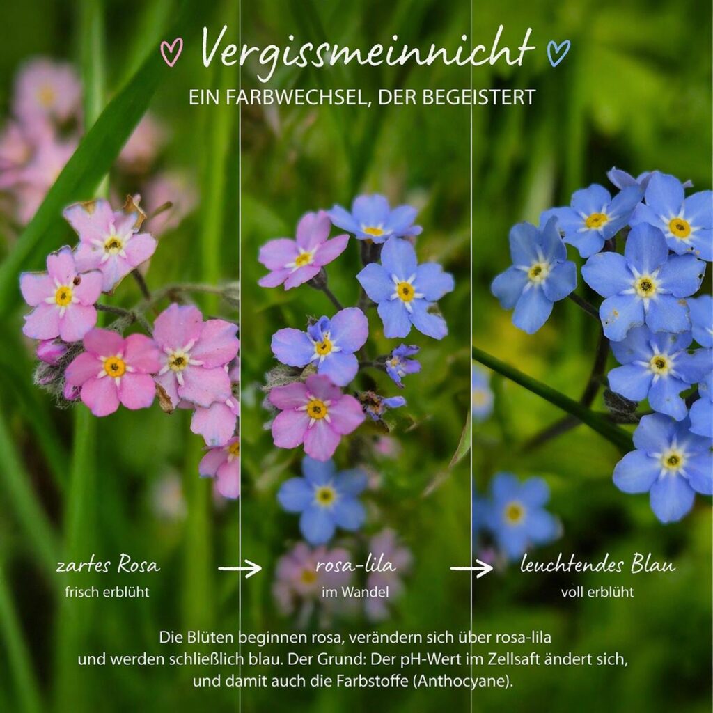 Warum ändern Blüten ihre Farbe? Ein toller Trick der Natur 7 Vergissmeinnicht Farbwechsel