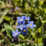 Warum ändern Blüten ihre Farbe? Ein toller Trick der Natur 14 Farbwechsel der Blüten