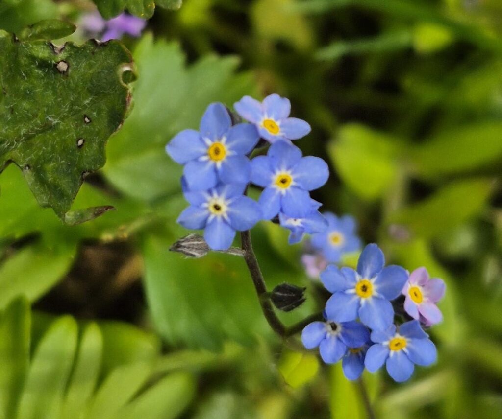 Warum ändern Blüten ihre Farben?