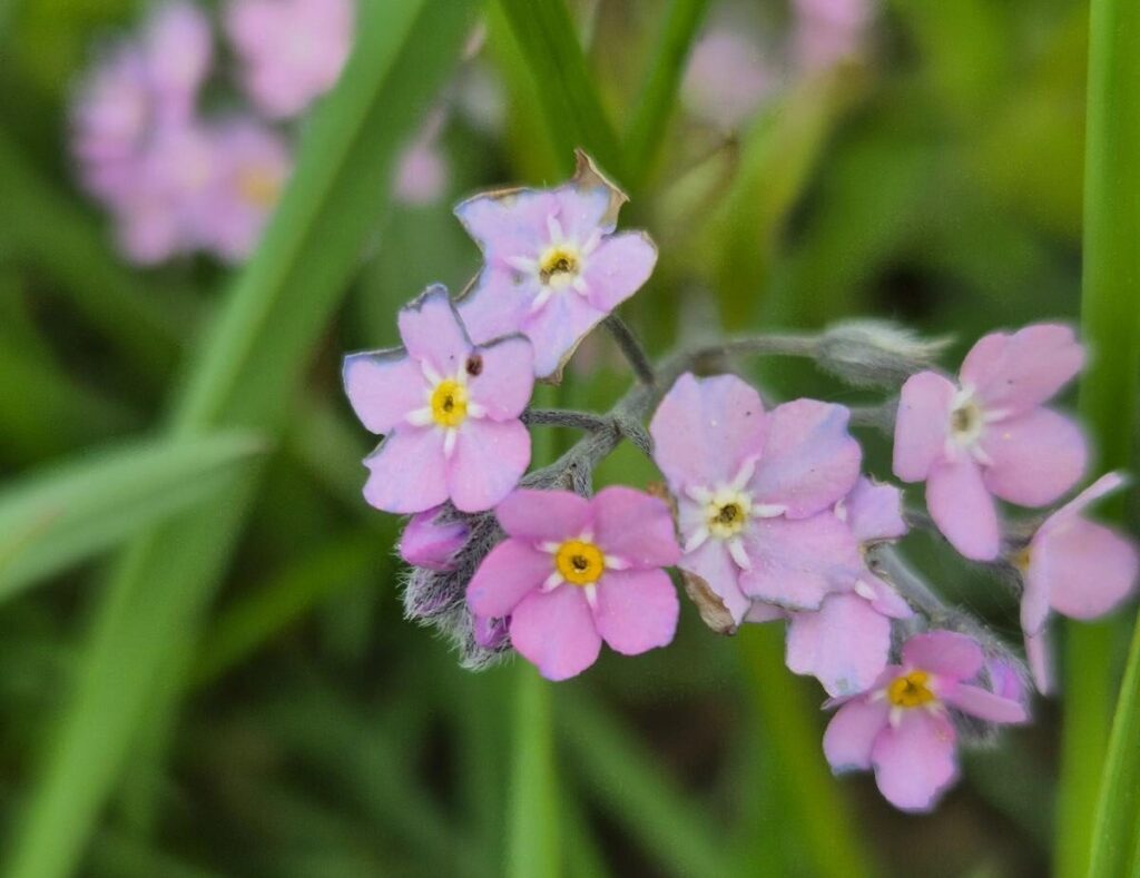 Warum ändern Blüten ihre Farbe? Ein toller Trick der Natur 6 Vergissmeinnicht vor dem Farbwechsel der Blüte in rosa