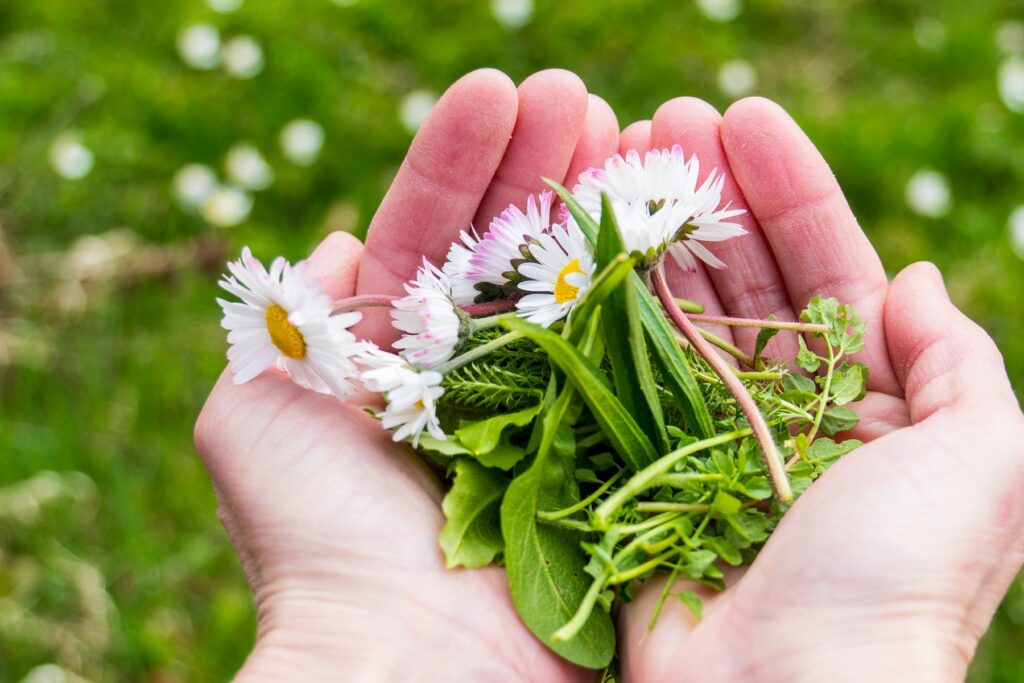 Auf den Spuren der Wildkräuter – gemeinsam mit dem Haus Sonnentau 4 Wildkräuter sammeln