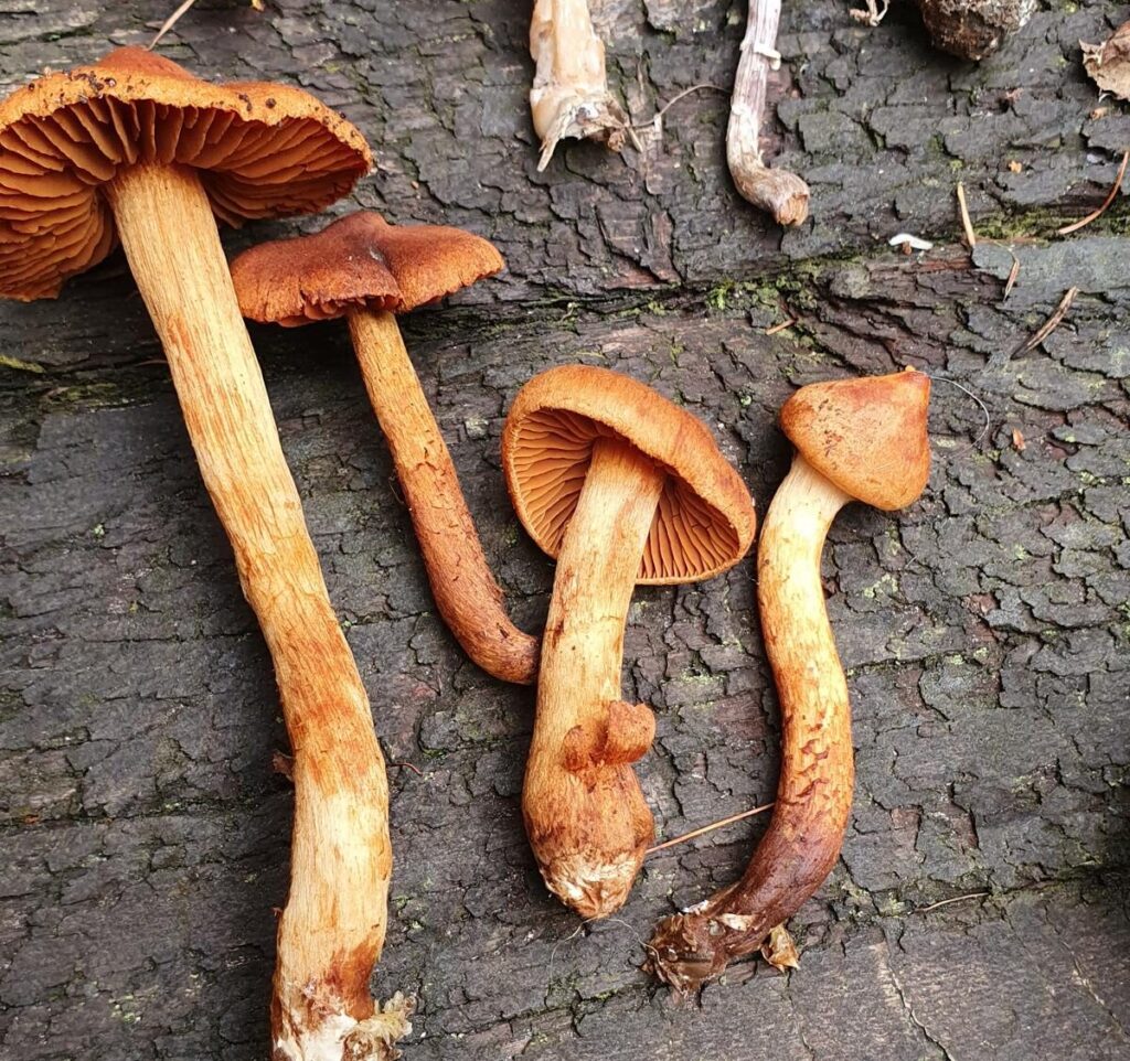 Pfifferlinge erkennen – So bestimmst du den beliebten Speisepilz sicher 14 Spitzgebuckelter Raukopf – tödlich giftiger Pilz
