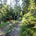 Wie findet man Pilze? Warum Boden und Bäume oft wichtiger sind als Glück 16 Pilze finden ist immer eine Frage der Umgebung