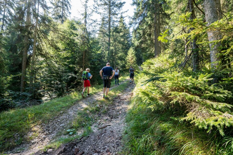 Wie findet man Pilze? Warum Boden und Bäume oft wichtiger sind als Glück 4 Pilze finden ist immer eine Frage der Umgebung