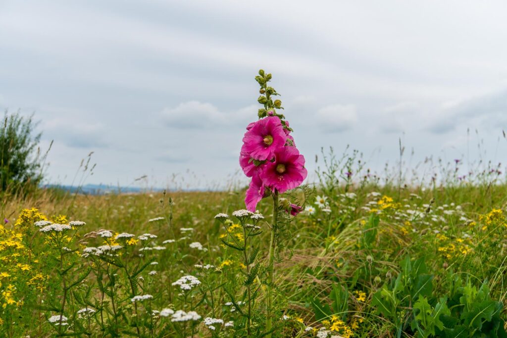 Rasen oder Magerwiese? Warum naturnahe Gärten Trockenheit besser überstehen 9 Artenreiche Wiesen verbessern den Boden