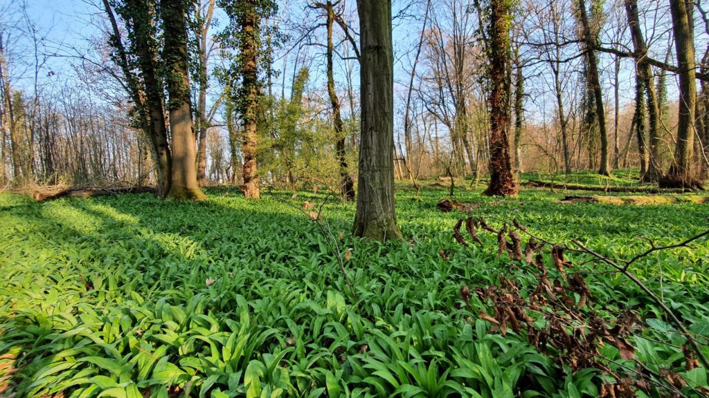Wie findet man Pilze? Warum Boden und Bäume oft wichtiger sind als Glück 39 Bärlauch als Kalkzeiger